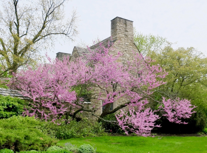 Natural Beauties: Inspiring Spring Color Blossoms Along Chicago’s North Shore